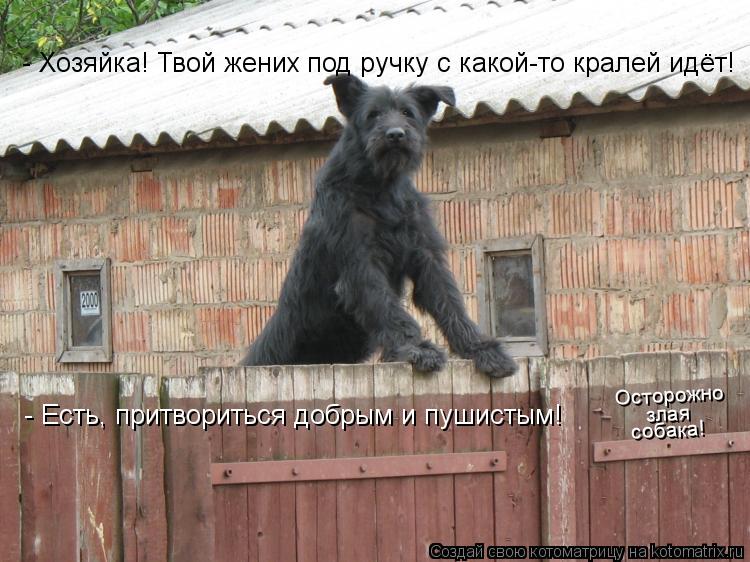 Котоматрица: - Хозяйка! Твой жених под ручку с какой-то кралей идёт! - Есть, притвориться добрым и пушистым! Осторожно злая собака!