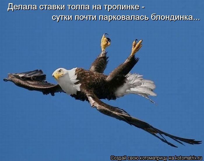 Котоматрица: Делала ставки толпа на тропинке - сутки почти парковалась блондинка...