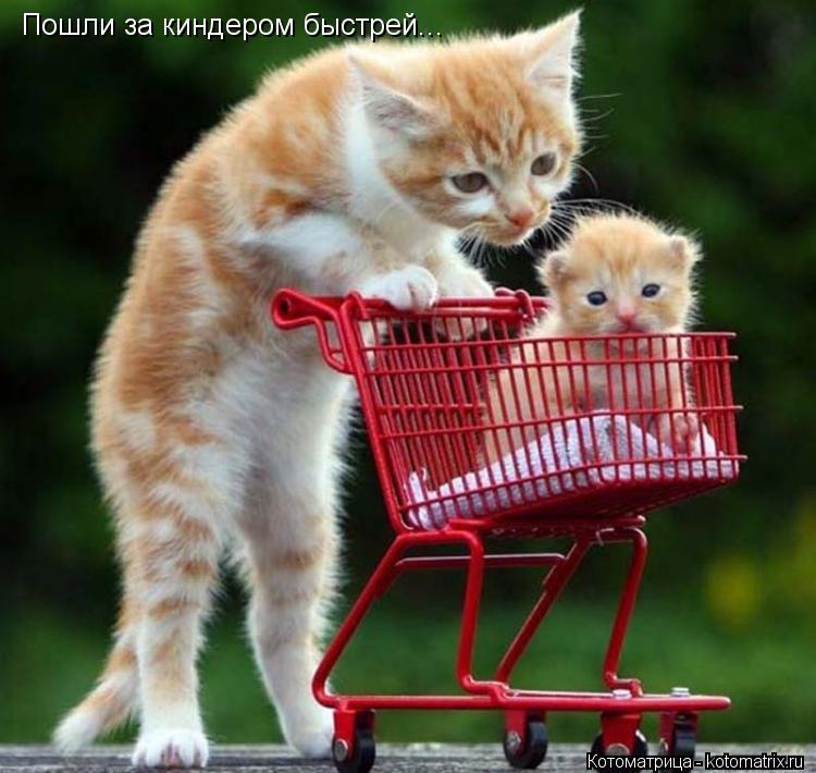 Котоматрица: Пошли за киндером быстрей...