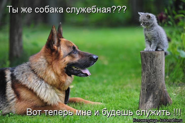 Котоматрица: Вот теперь мне и будешь служить !!! Ты же собака служебная???