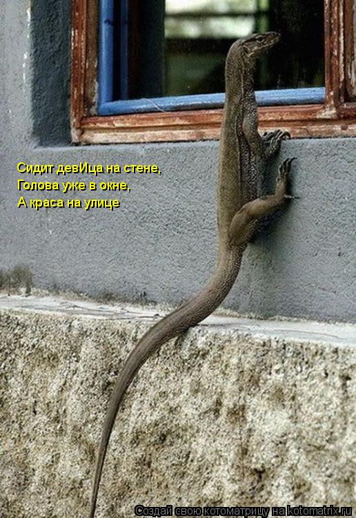 Котоматрица: Сидит девИца на стене, Голова уже в окне, А краса на улице
