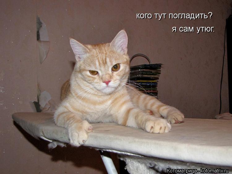 Котоматрица: кого тут погладить?  я сам утюг.