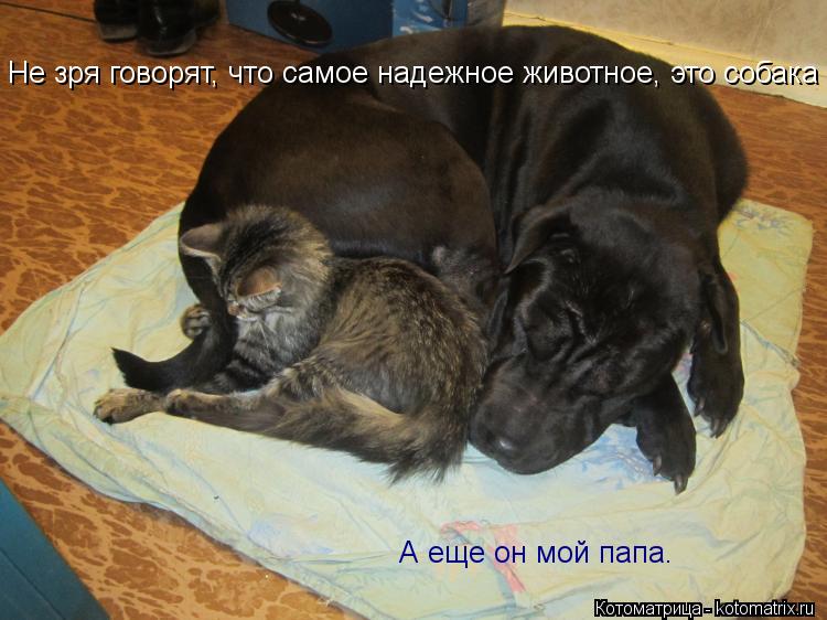 Котоматрица: Не зря говорят, что самое надежное животное, это собака А еще он мой папа.