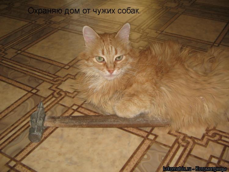 Котоматрица: Охраняю дом от чужих собак.