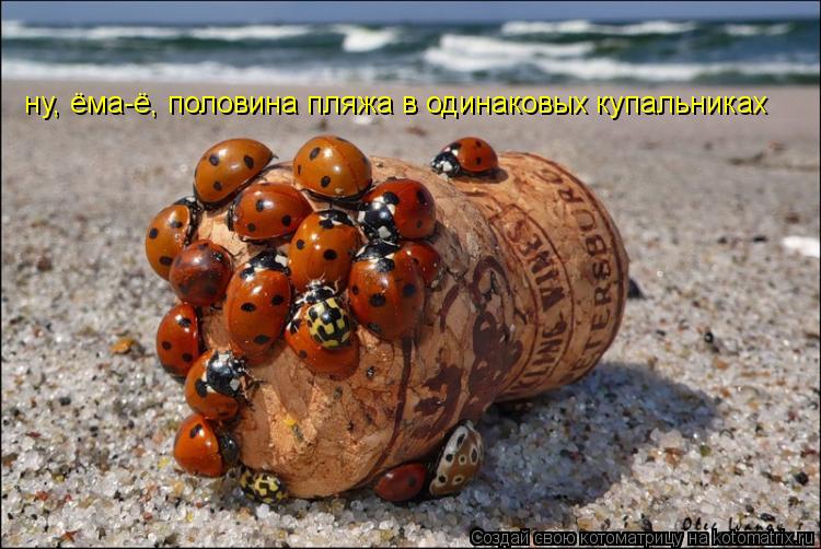 Котоматрица: ну, ёма-ё, половина пляжа в одинаковых купальниках