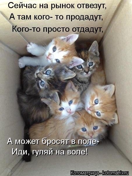 Котоматрица: Сейчас на рынок отвезут, А там кого- то продадут, Кого-то просто отдадут, А может бросят в поле- Иди, гуляй на воле!