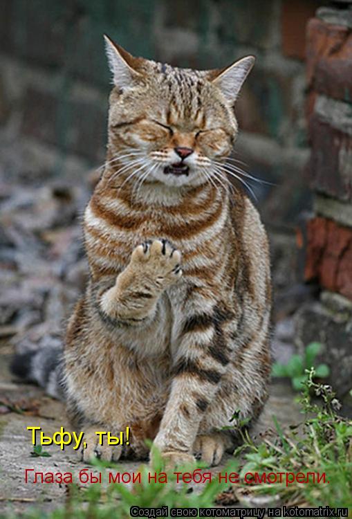 Котоматрица: Глаза бы мои на тебя не смотрели. Тьфу, ты!