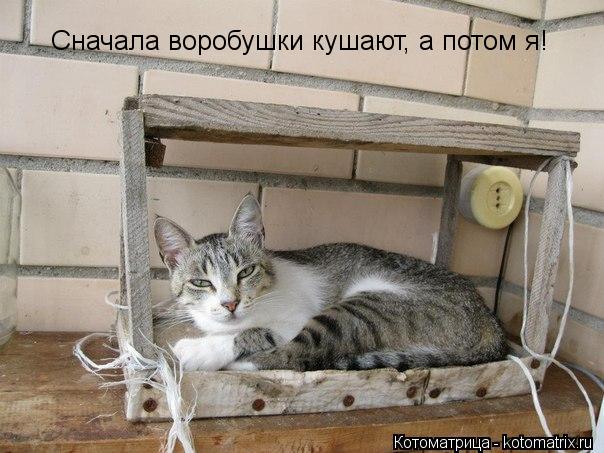 Котоматрица: Сначала воробушки кушают, а потом я!