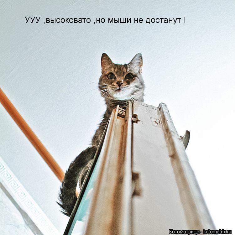 Котоматрица: УУУ ,высоковато ,но мыши не достанут !