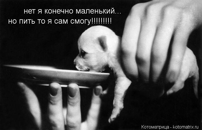 Котоматрица: нет я конечно маленький... но пить то я сам смогу!!!!!!!!!
