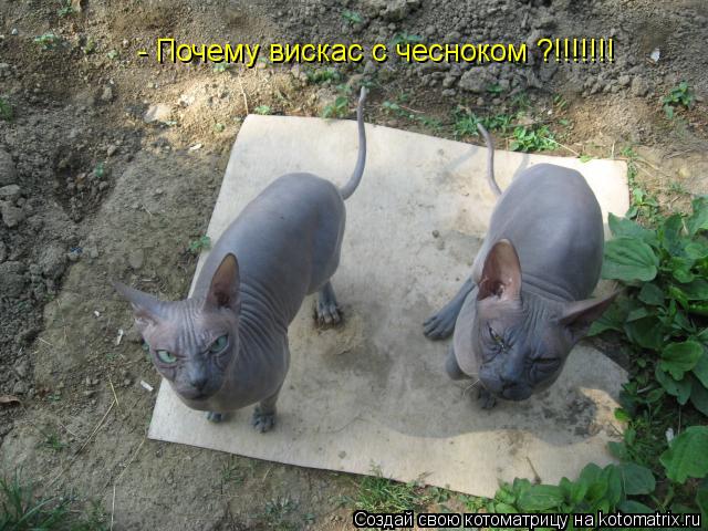 Котоматрица: - Почему вискас с чесноком ?!!!!!!!