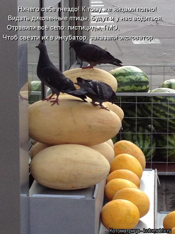 Котоматрица: Ничего себе гнездо! К тому же яйцами полно! Видать диковенные птицы, будут и у нас водиться. Отравили всё село: пистициды, ГМО, Чтоб свезти их 