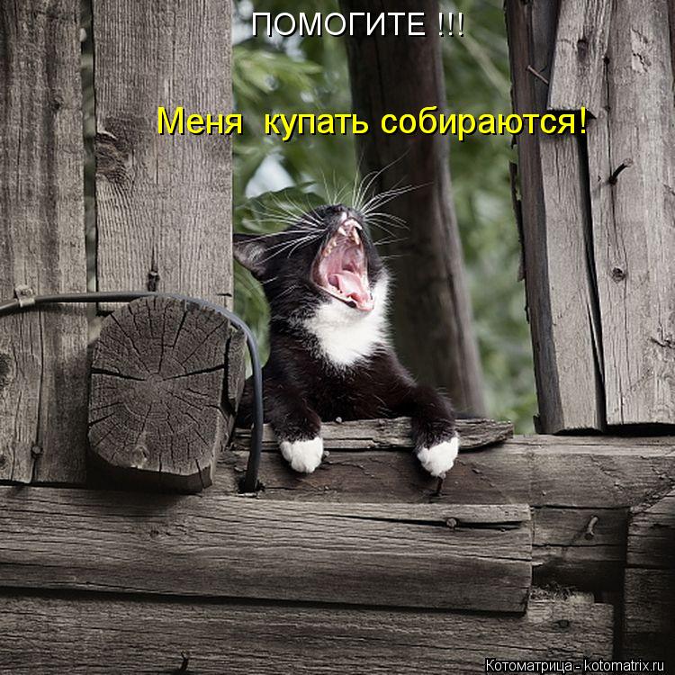 Котоматрица: ПОМОГИТЕ !!! Меня  купать собираются! Меня  купать собираются!