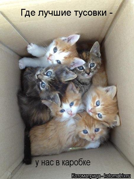 Котоматрица: Где лучшие тусовки - у нас в каробке