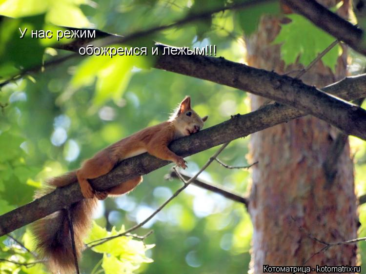 Котоматрица: У нас режим обожремся и лежым!!!