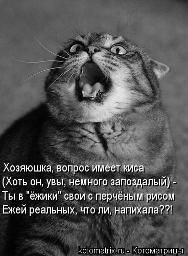 Хозяюшка, вопрос имеет киса (Хоть он, увы, немного запоздалый) - Ты в "ёжики" свои с перчёным рисом Е... Котоматрица: Хозяюшка, вопрос имеет киса (Хоть он, увы, немного запоздалый) - Ты в "ёжики" свои с перчёным рисом Ежей реальных, что ли, напихала??!