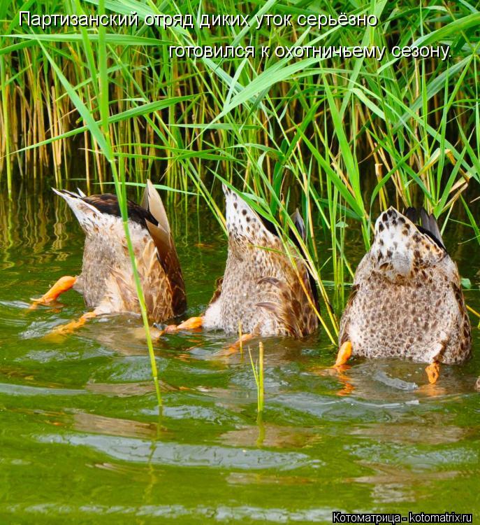 Котоматрица: Партизанский отряд диких уток серьёзно  готовился к охотничьему сезону.