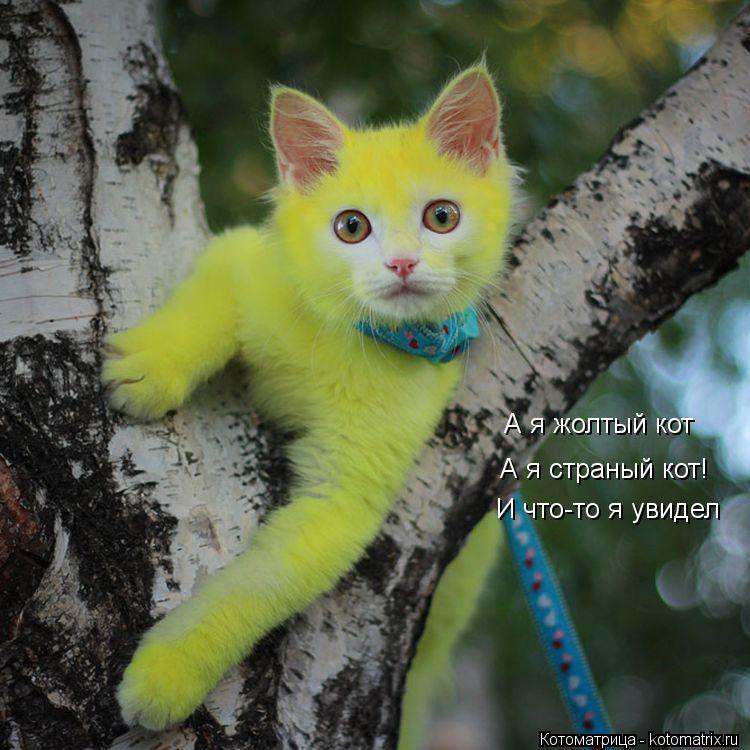Котоматрица: А я жолтый кот А я страный кот! И что-то я увидел