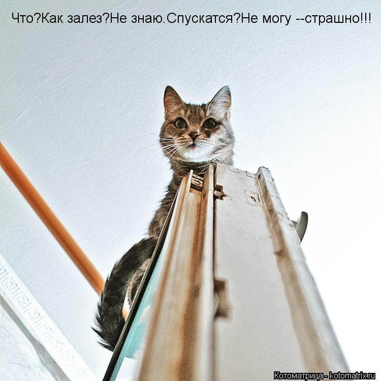 Котоматрица: Что?Как залез?Не знаю.Спускатся?Не могу --страшно!!!