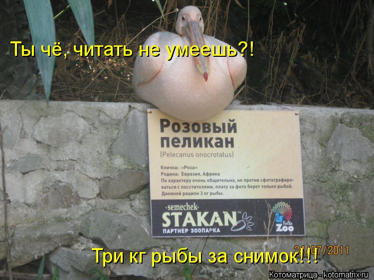 Ты чё, читать не умеешь?! Три кг рыбы за снимок!!!... Котоматрица: Ты чё, читать не умеешь?! Три кг рыбы за снимок!!!