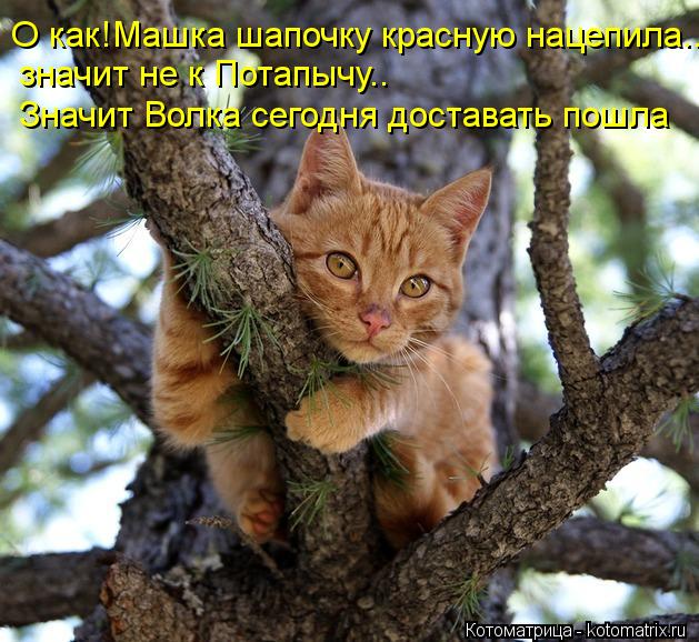 Котоматрица: О как!Машка шапочку красную нацепила..  значит не к Потапычу.. Значит Волка сегодня доставать пошла