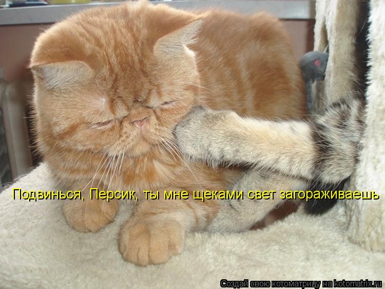 Котоматрица: Подвинься, Персик, ты мне щеками свет загораживаешь
