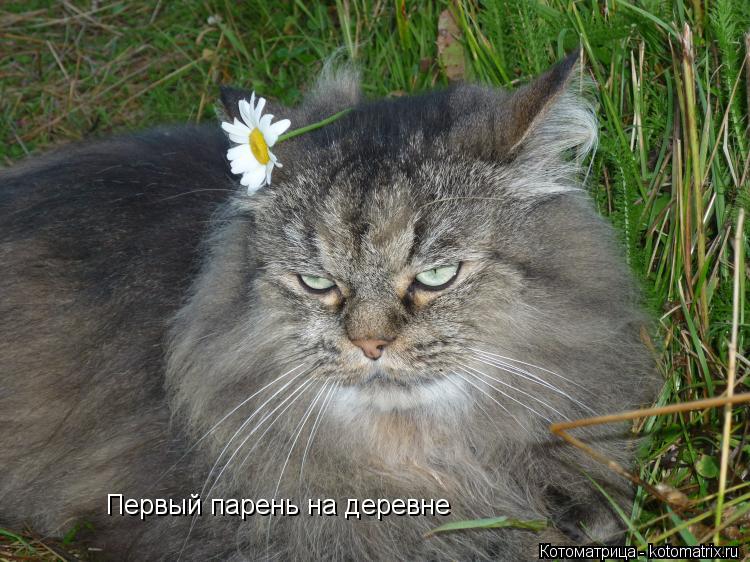 Котоматрица: Первый парень на деревне