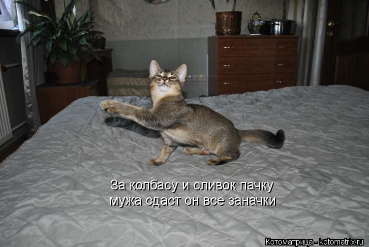 Котоматрица: За колбасу и сливок пачку мужа сдаст он все заначки