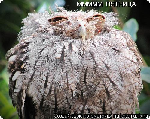 Котоматрица: МММММ  ПЯТНИЦА