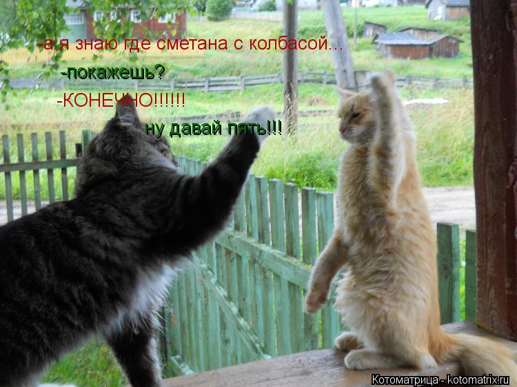Котоматрица: -а я знаю где сметана с колбасой... -покажешь? -КОНЕЧНО!!!!!! ну давай пять!!!