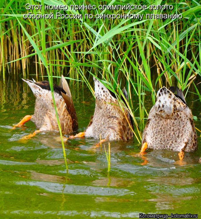 Котоматрица: Этот номер принёс олимпийское золото сборной России по синхронному плаванию