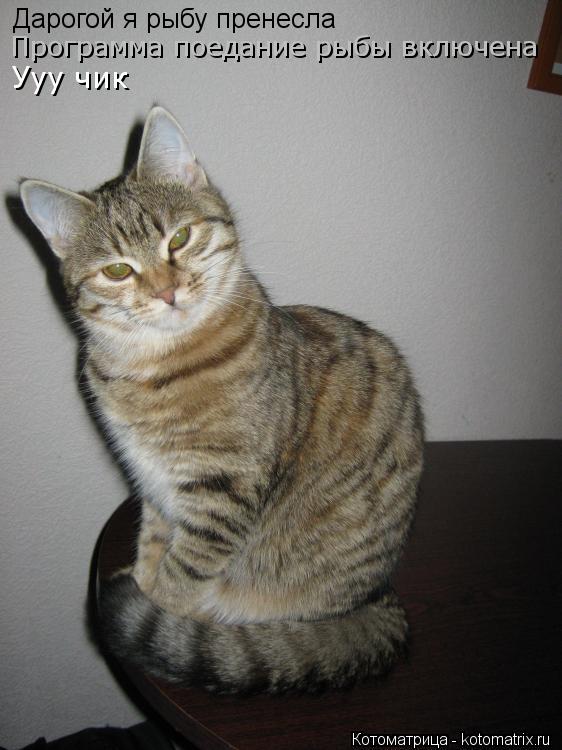 Котоматрица: Дарогой я рыбу пренесла Программа поедание рыбы включена Ууу чик