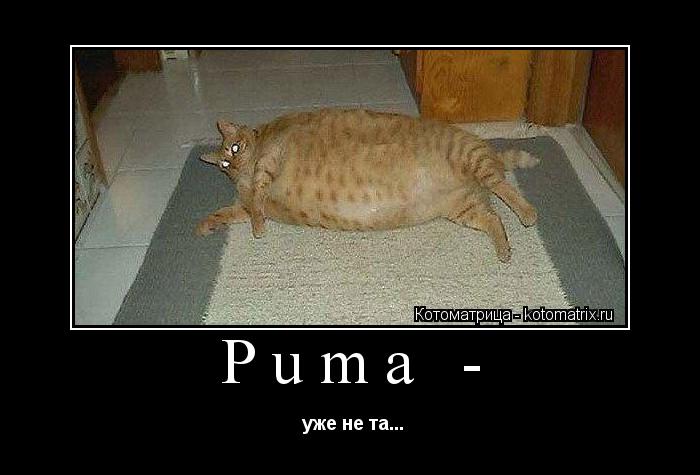 Котоматрица: Pumа -   уже не та...