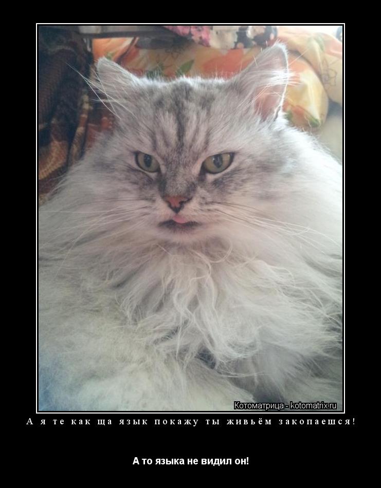 А я те как ща язык покажу ты живьём закопаешся! А то языка не видил он!... Котоматрица: А я те как ща язык покажу ты живьём закопаешся! А то языка не видил он!