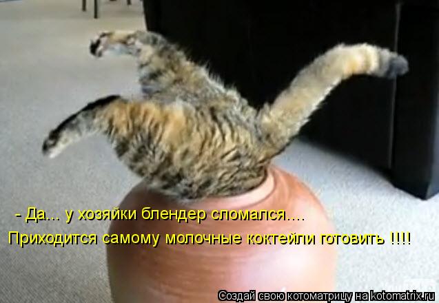 Котоматрица: - Да... у хозяйки блендер сломался....  Приходится самому молочные коктейли готовить !!!!
