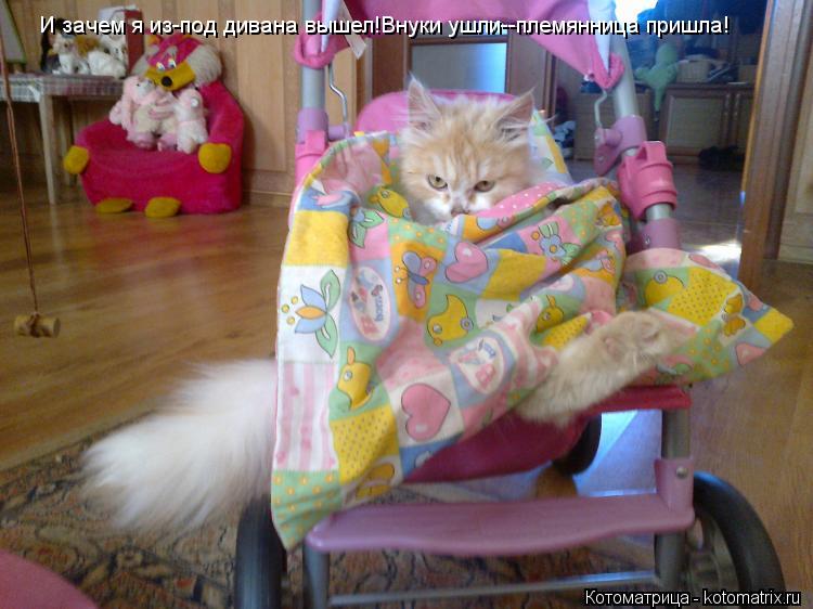 Котоматрица: И зачем я из-под дивана вышел!Внуки ушли--племянница пришла!