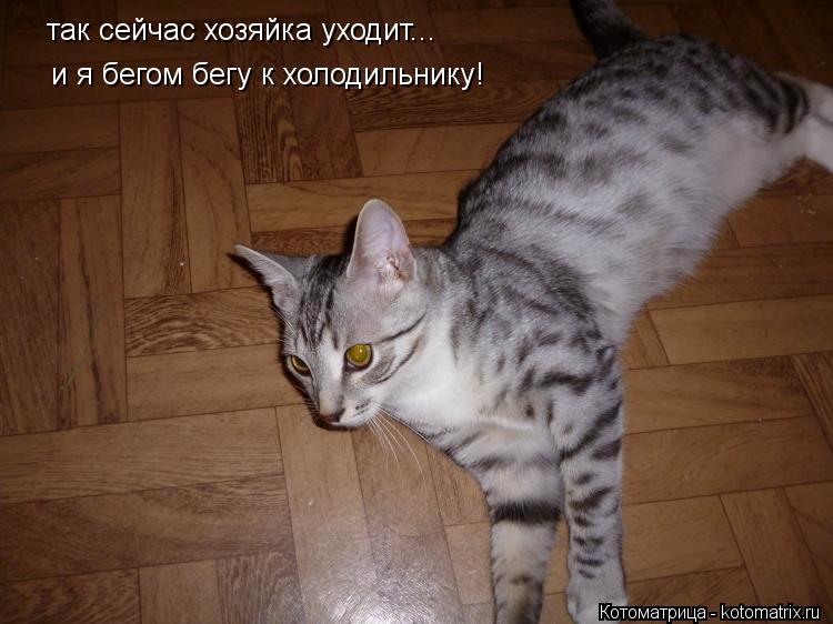 так сейчас хозяйка уходит... и я бегом бегу к холодильнику!... Котоматрица: так сейчас хозяйка уходит... и я бегом бегу к холодильнику!