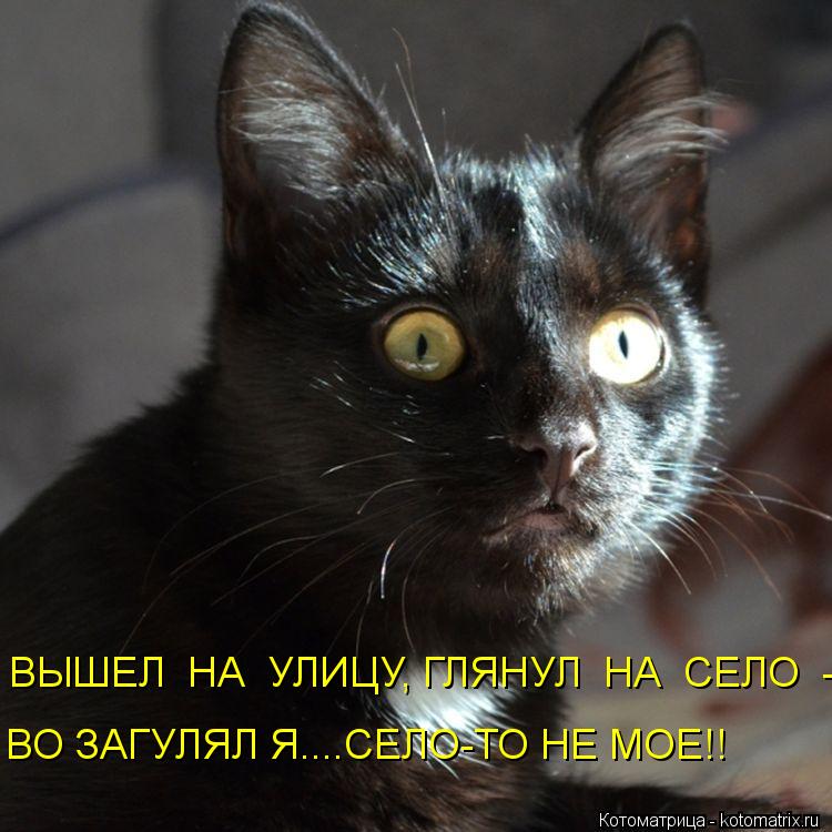 Котоматрица: ВЫШЕЛ  НА  УЛИЦУ, ГЛЯНУЛ  НА  СЕЛО  - ВО ЗАГУЛЯЛ Я....СЕЛО-ТО НЕ МОЕ!!