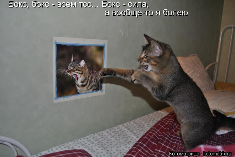 Котоматрица: Бокс, бокс - всем тсс... Бокс - сила,  а вообще-то я болею
