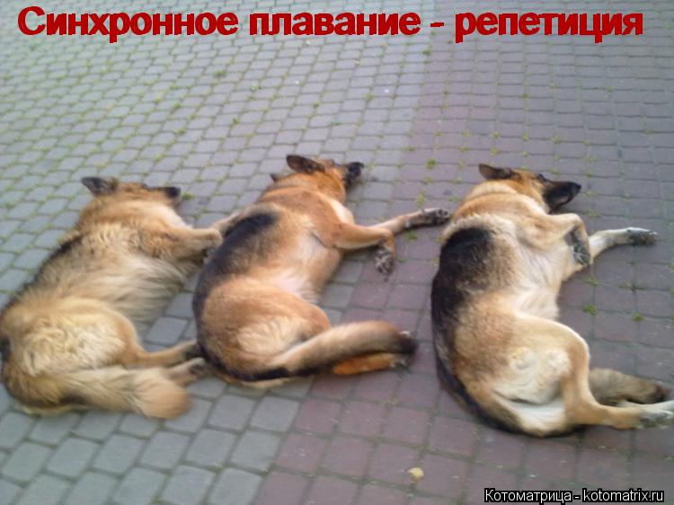 Котоматрица: Синхронное плавание - репетиция Синхронное плавание - репетиция