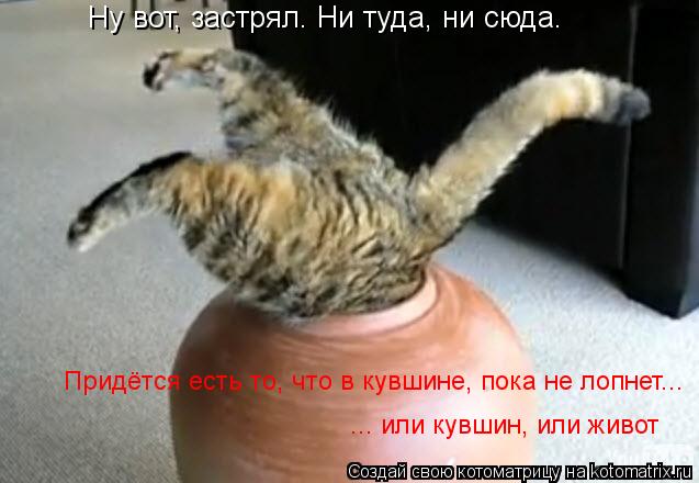 Котоматрица: Ну вот, застрял. Ни туда, ни сюда. Придётся есть то, что в кувшине, пока не лопнет... ... или кувшин, или живот