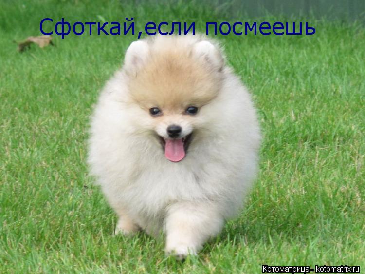 Котоматрица: Сфоткай,если посмеешь