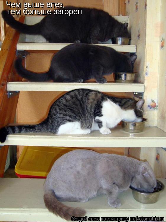 Котоматрица: Чем выше влез, тем больше загорел