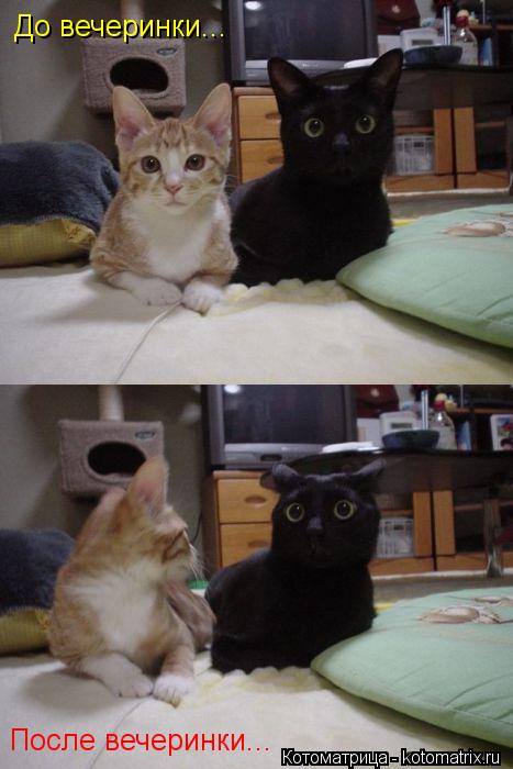 Котоматрица: До вечеринки... После вечеринки...