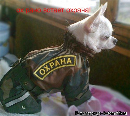Котоматрица: ох рано встает охрана!