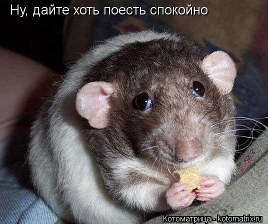 Котоматрица: Ну, дайте хоть поесть спокойно