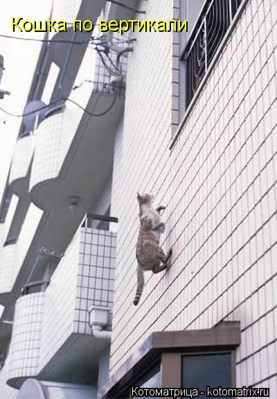 Котоматрица: Кошка по вертикали