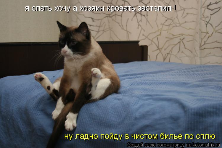 Котоматрица: я спать хочу а хозяин кровать застелил ! ну ладно пойду в чистом билье по сплю