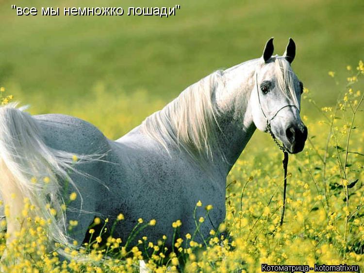 Котоматрица: "все мы немножко лошади"