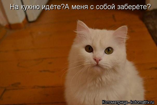 На кухню идёте?А меня с собой заберёте?... Котоматрица: На кухню идёте?А меня с собой заберёте?